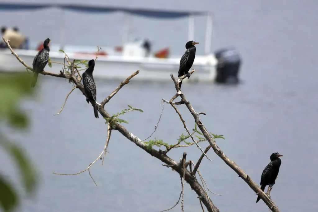 Bird Watching