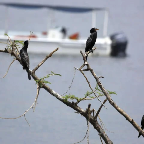 Bird Watching — photo 2