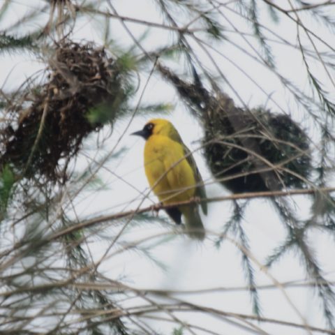 Bird Watching — photo 1