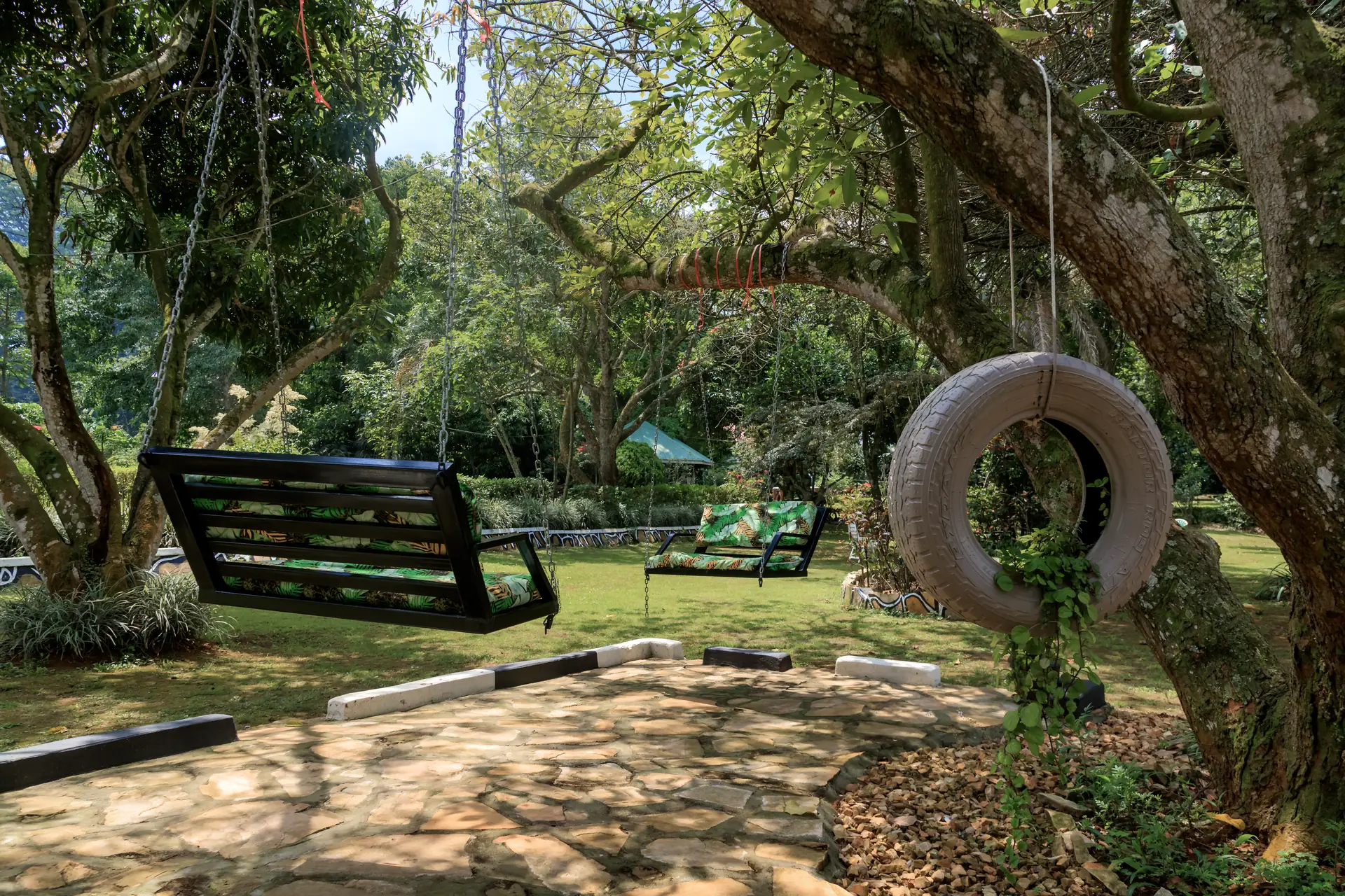 The swing tree, main lawn