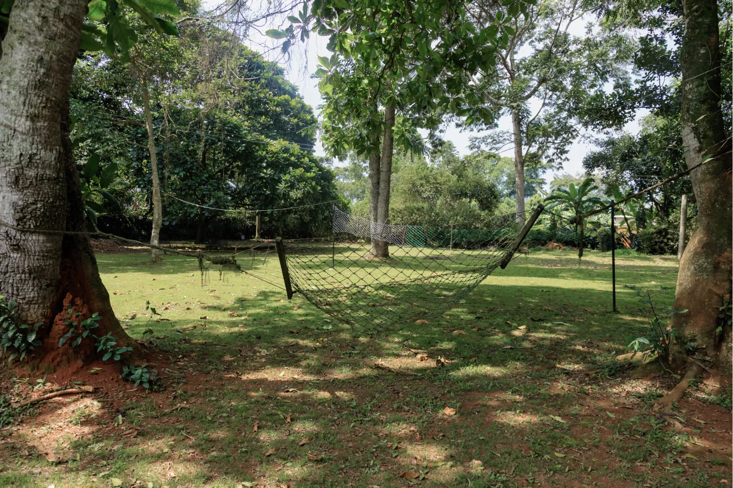 Hammock, shade and birdsong